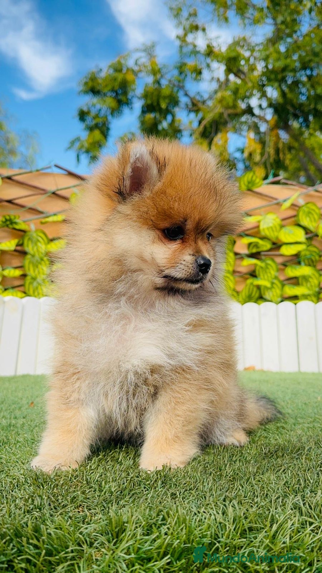 Pomerania perros en venta: POMERANIA MACHO - Imagen 12