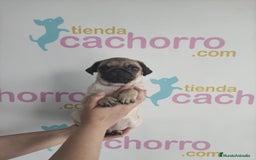 Carlino - Pug perros en venta: CARLINO - Imagen 1