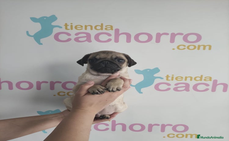 Carlino - Pug perros - Propaganda 3