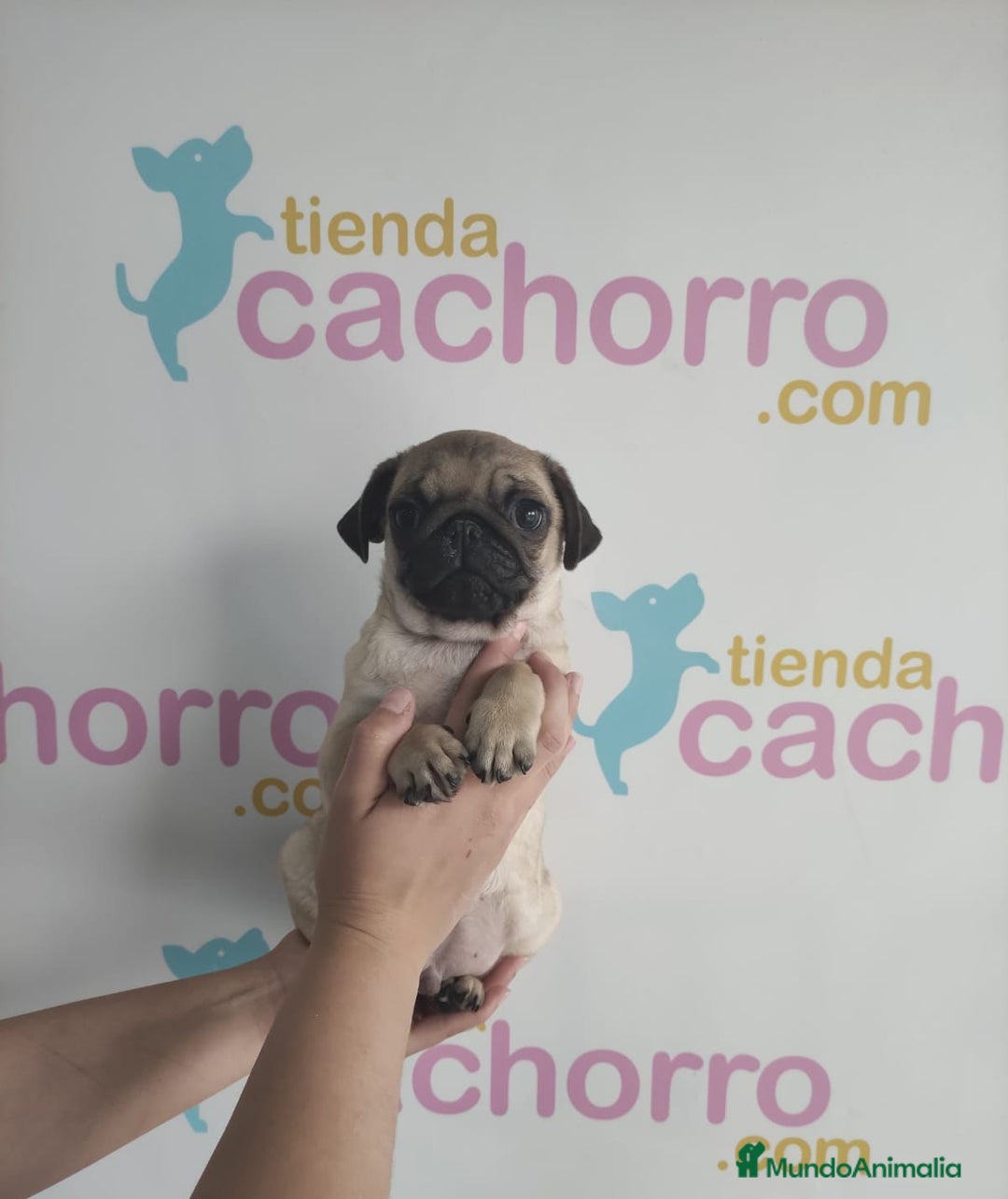 Carlino - Pug perros en venta: CARLINO - Imagen 1