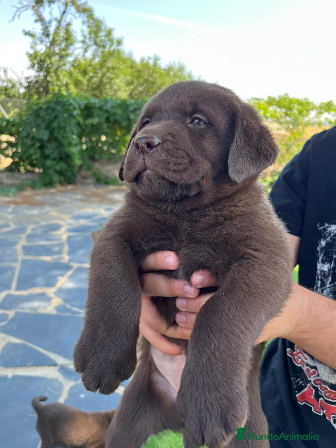 Labrador Retriever perros en venta: Cachorro macho con excelente pedigree  - Imagen 1