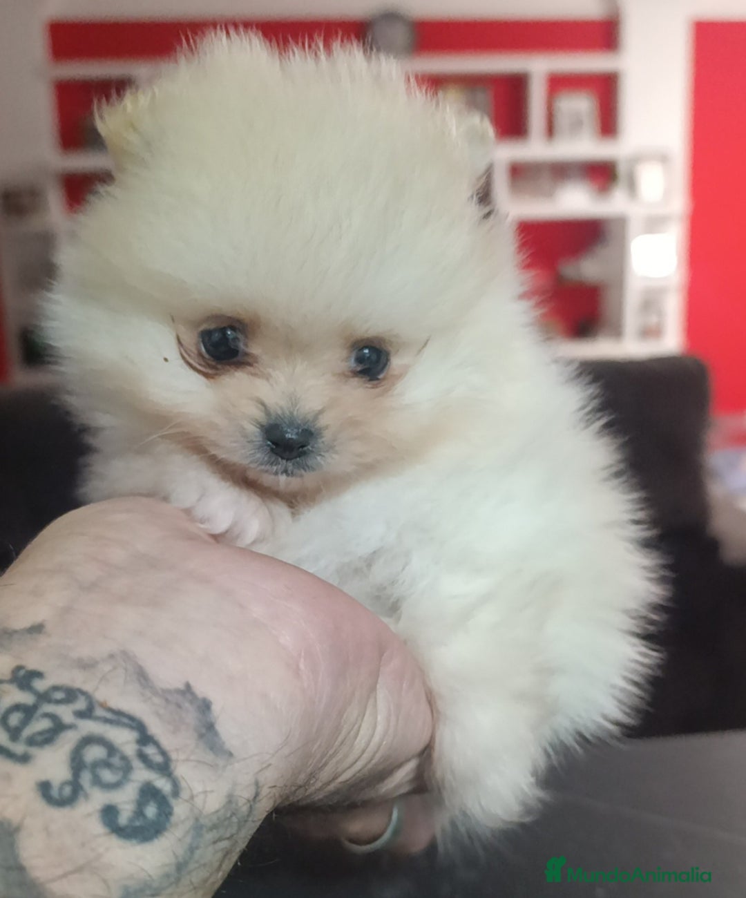 Pomerania perros en venta: Lulu Pomerania rusos - Anuncio 1