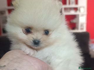 Pomerania perros Lulu Pomerania rusos - Anuncio 1