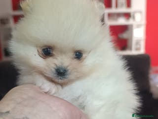 Pomerania perros Lulu Pomerania rusos - Anuncio 34