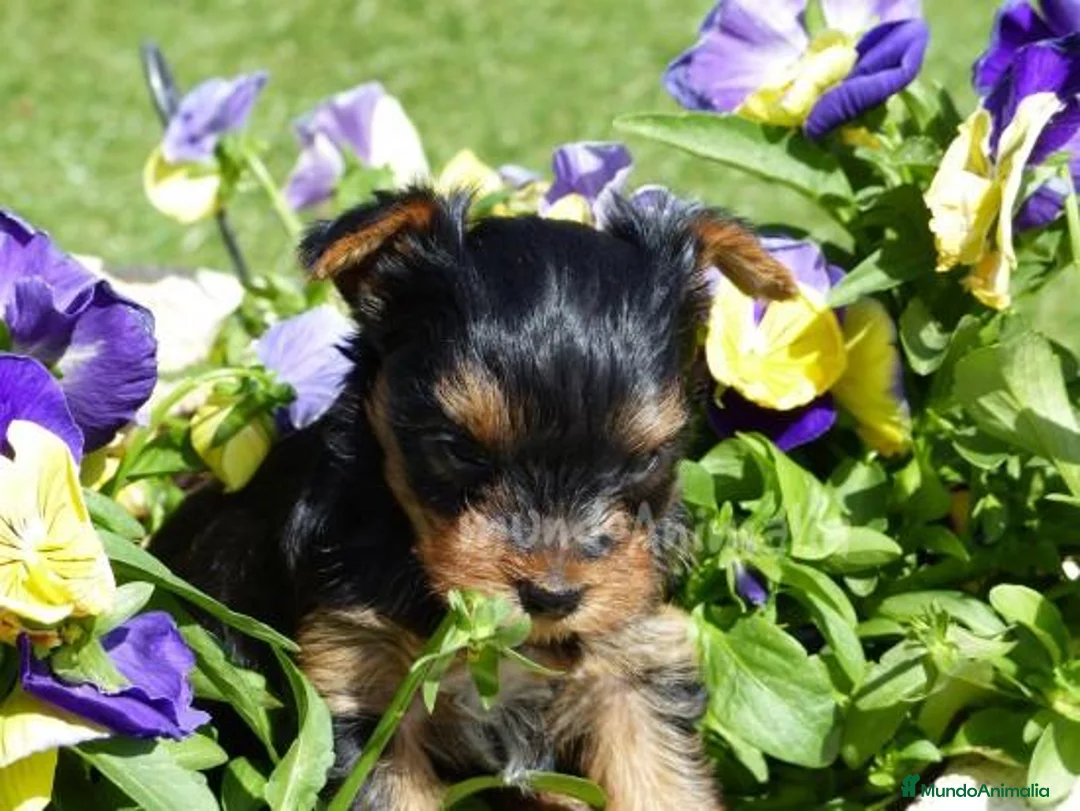 Imagen de galería {{count}}