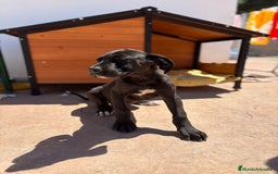 Dogo Alemán perros en venta: OPORTUNIDAD GRAN DANES HEMBRA - Imagen 9