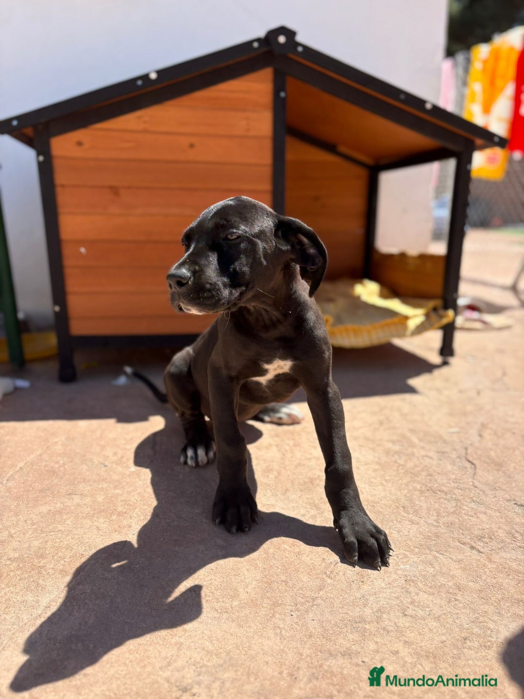 Dogo Alemán perros en venta: OPORTUNIDAD GRAN DANES HEMBRA - Imagen 9