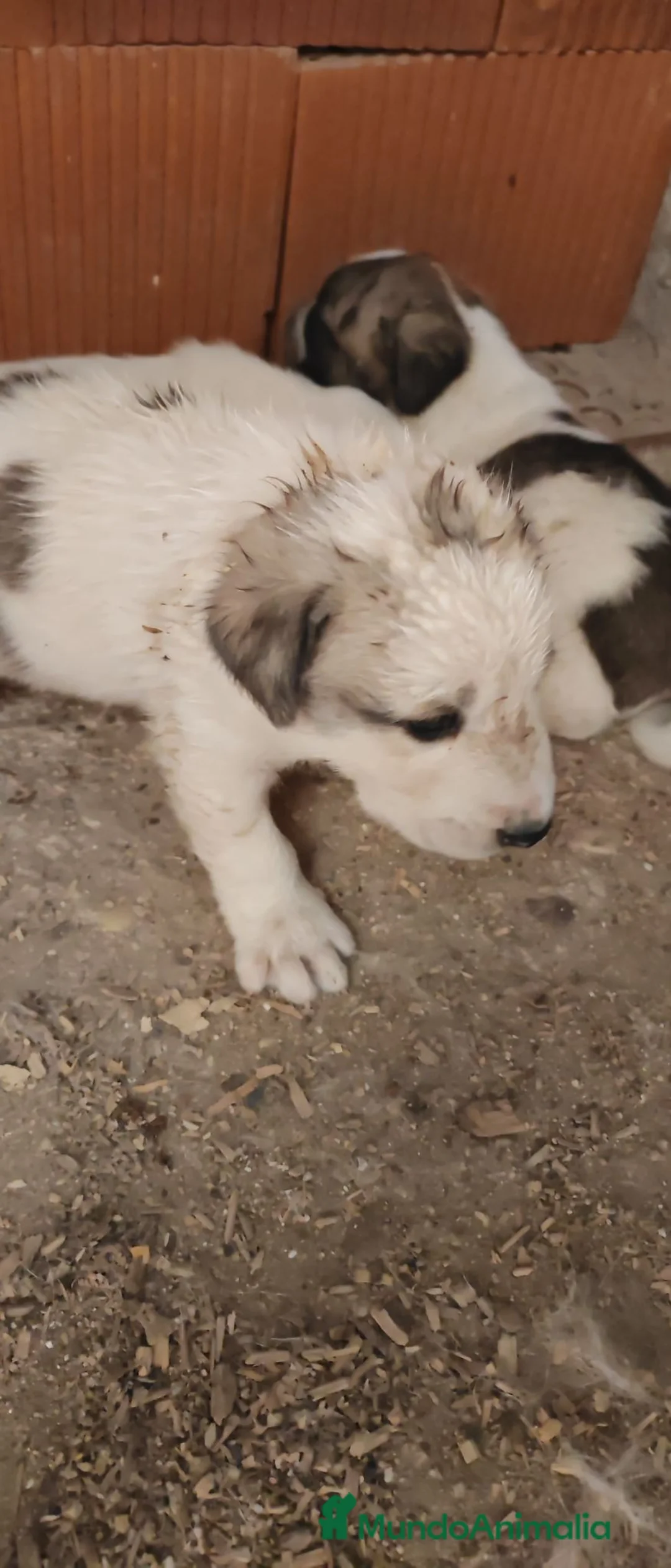 Mastín Español perros en venta: Mastín Español  - Anuncio 2