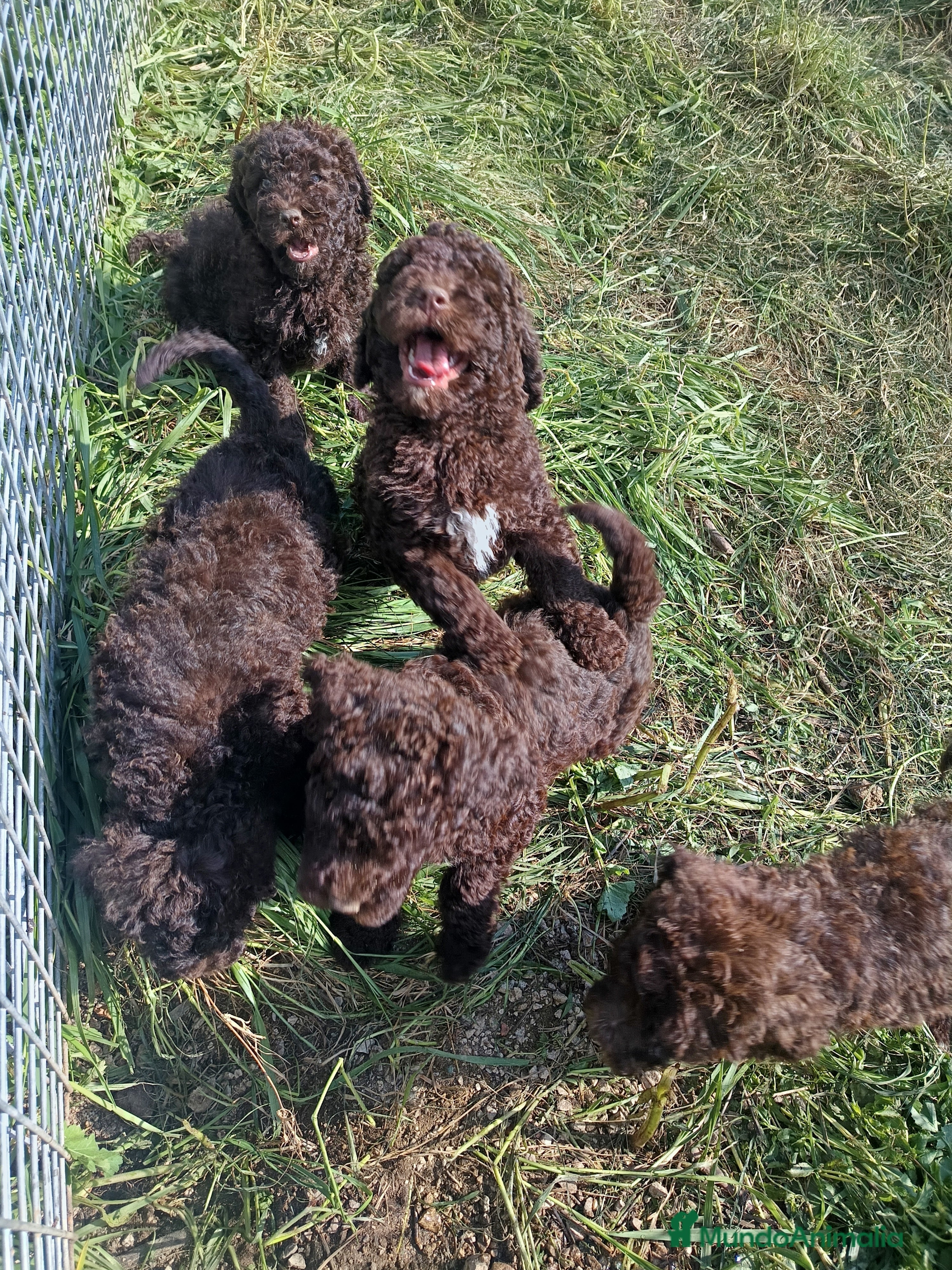 Perro de Agua Español perros Perro de agua  - Anuncio 1