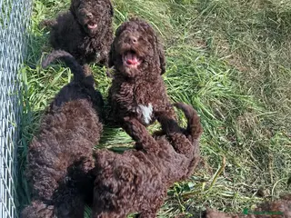Perro de Agua Español perros Perro de agua - Anuncio 1