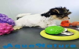 Biewer Yorkshire Terrier a la Pom Pon perros en venta: Yorkshire Biewer Hembra CJMM 1764 AQUANATURA - Imagen 2