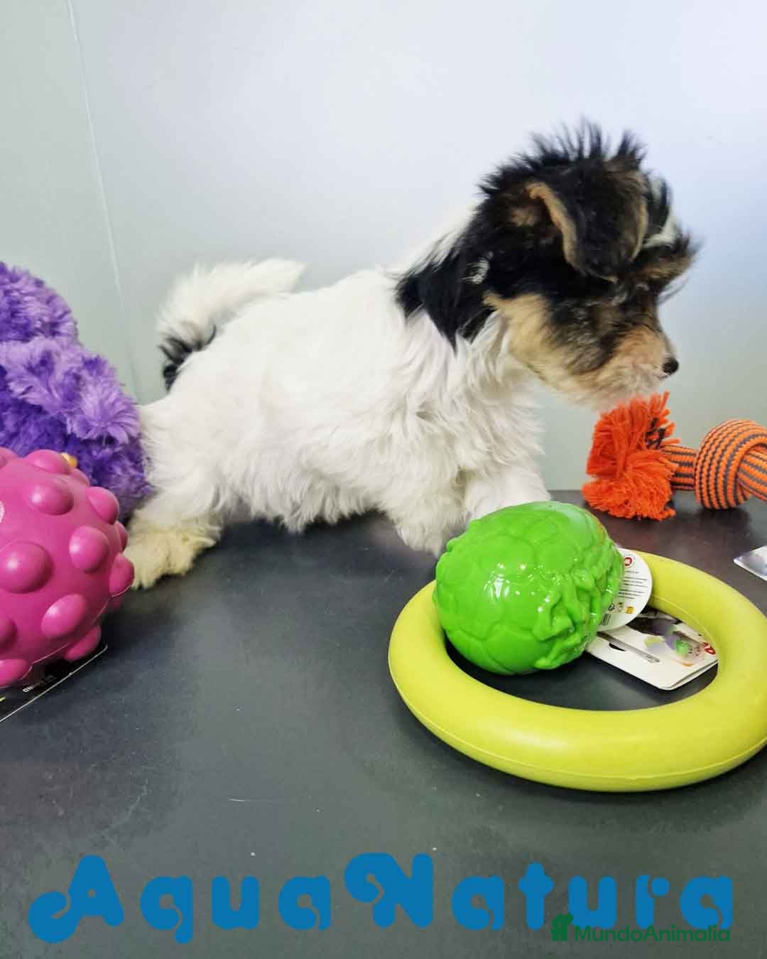 Biewer Yorkshire Terrier a la Pom Pon perros en venta: Yorkshire Biewer Hembra CJMM 1764 AQUANATURA - Imagen 2
