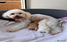 Caniche Toy perros en venta: Caniche toy - Imagen 4