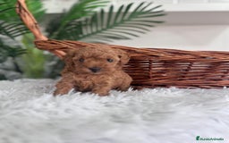 Caniche Toy perros en venta: CANICHE TOY MACHO - Imagen 2