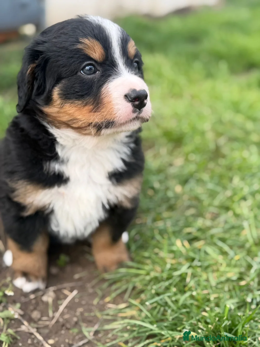 Boyero de Berna perros en venta: Boyeros de Berna Preciosa Camada - Anuncio 2