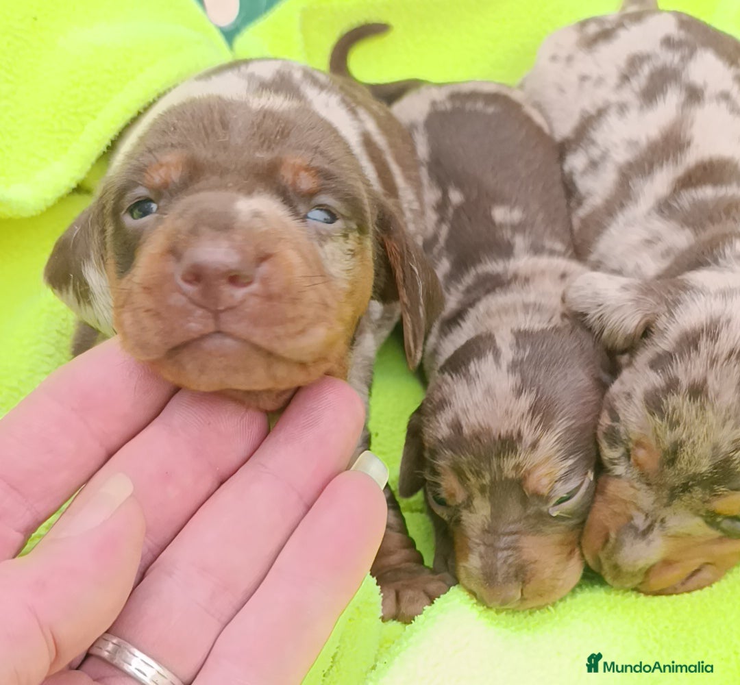 Teckel Miniatura perros Teckel minis kaninchen ricuras  - Anuncio 38