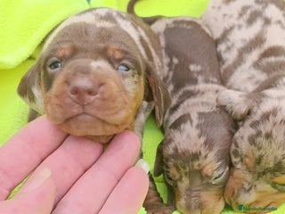 Teckel Miniatura perros - Anuncio 3