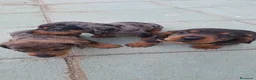 Teckel perros en venta: Teckel  - Anuncio 3