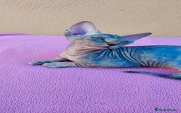 Sphynx gatos en venta: Preciosa hembrita tortuga tabby  - Imagen 10