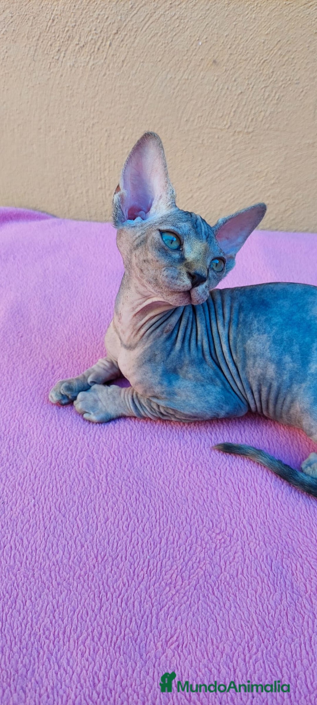 Sphynx gatos en venta: Preciosa hembrita tortuga tabby  - Imagen 10