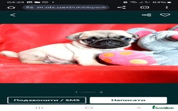 Carlino - Pug perros en venta: MACHOS CARLINO PRECIO REAL - Imagen 3
