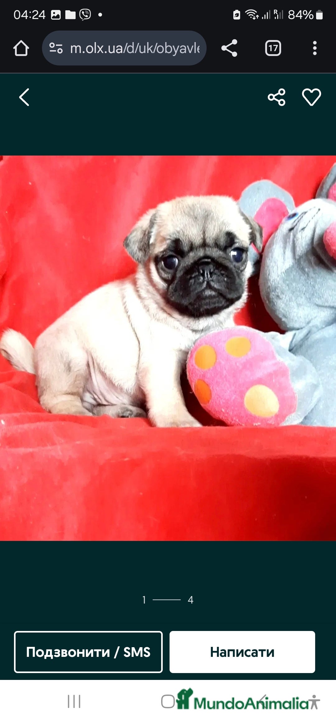 Carlino - Pug perros en venta: MACHOS CARLINO PRECIO REAL - Imagen 3