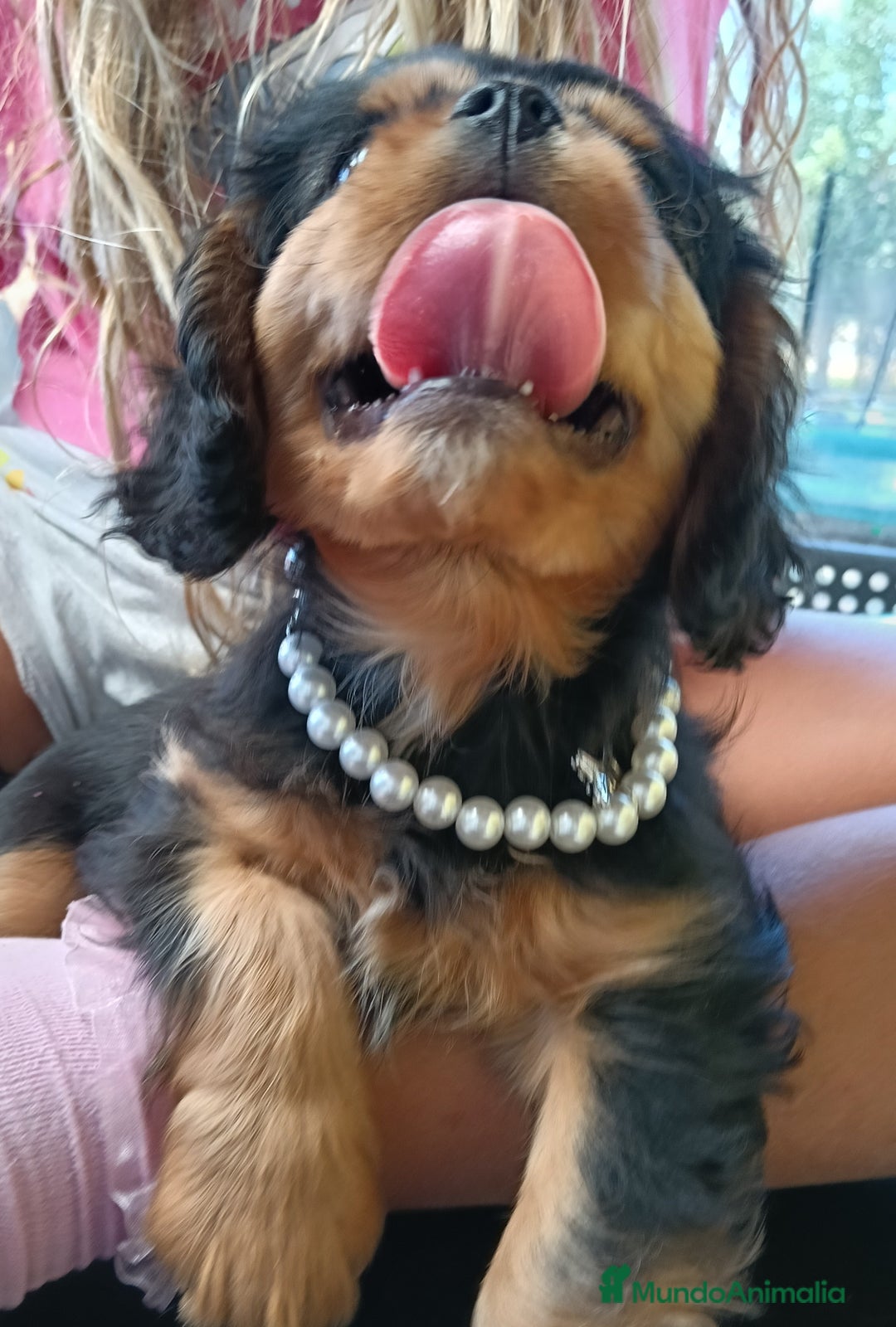 Cavalier King Charles Spaniel perros en venta: Precioso cachorro negro fuego - Anuncio 4
