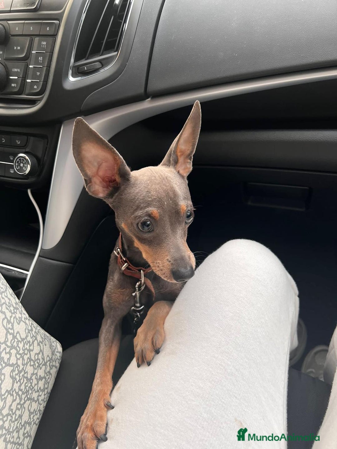 Pinscher Miniatura perros en venta: Mini pincher - Imagen 3