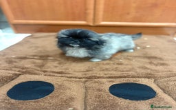 Shih Tzu perros en venta: Shih tzu macho  - Imagen 1