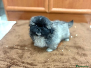 Shih Tzu perros - Anuncio 1