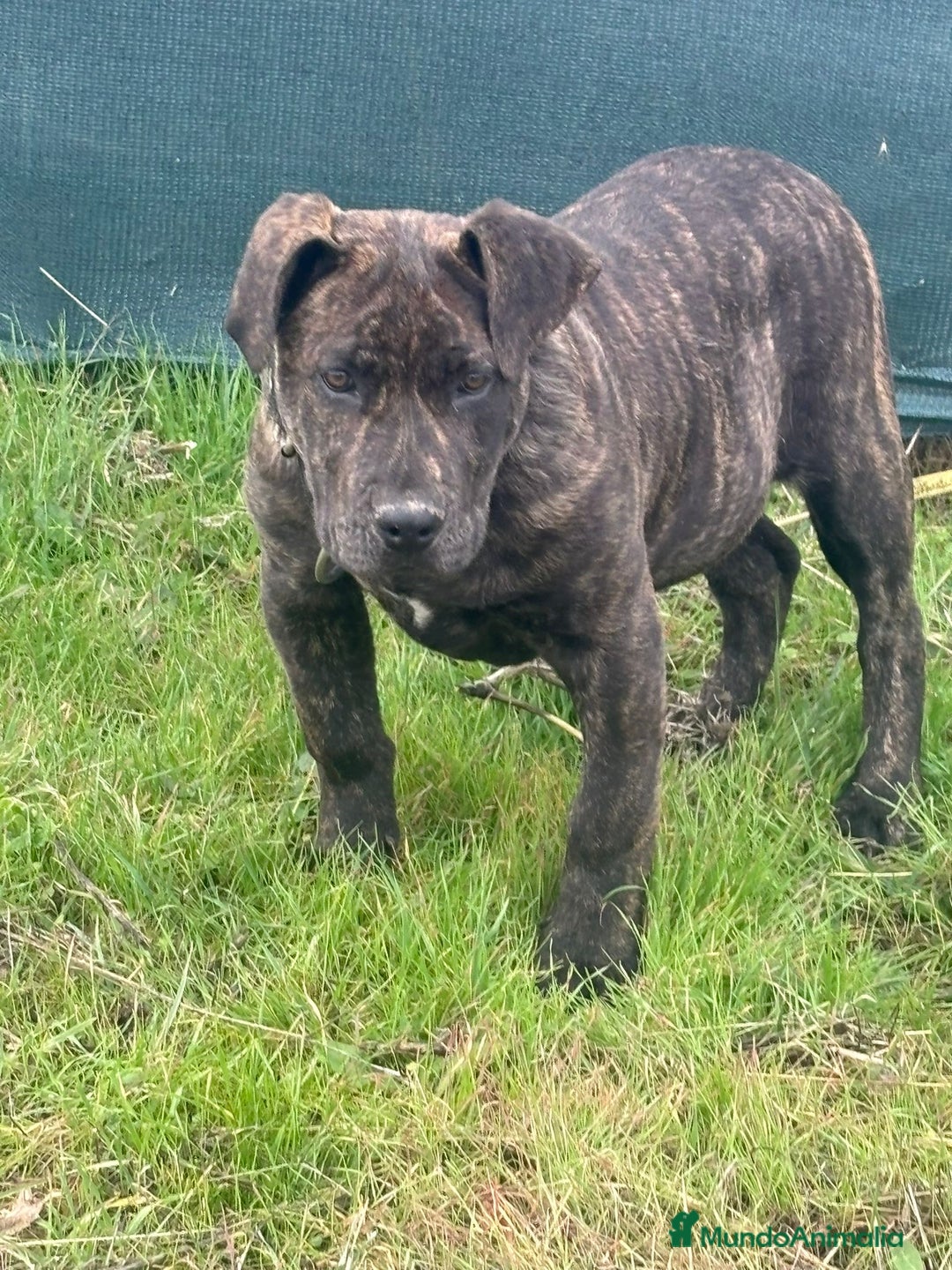 Presa Canario perros en venta: Presa canario de trabajo  - Anuncio 5