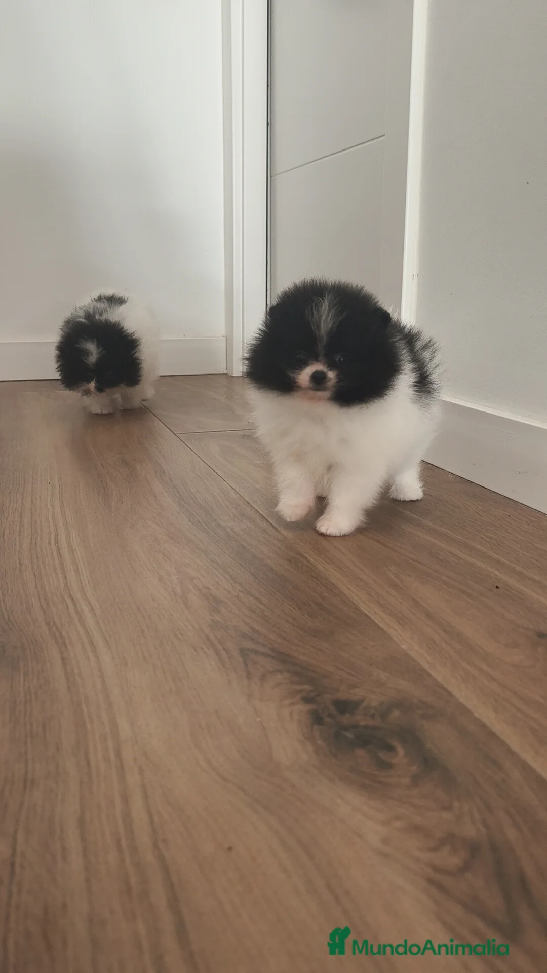 Pomerania perros en venta: Pomerania TOY Party ♀️♂️ - Anuncio 7