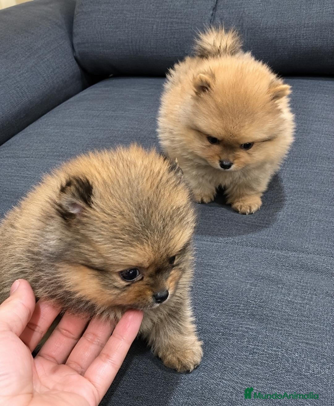 Pomerania perros POMERANIA TOY - Anuncio 20