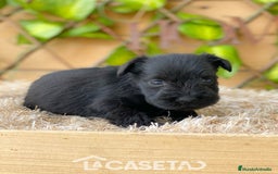 Schnauzer Miniatura perros en venta: Camada de Romie - Imagen 4
