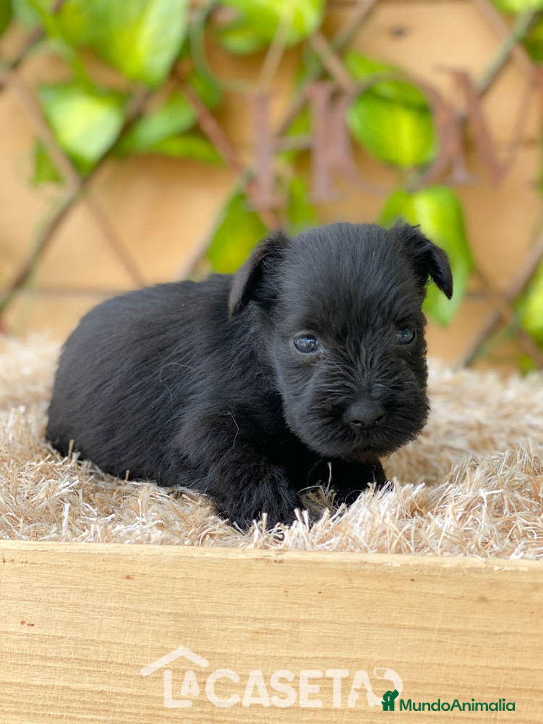 Schnauzer Miniatura perros en venta: Camada de Romie - Imagen 4