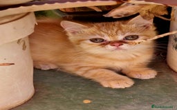 Persa gatos en venta: Gatos persa - Imagen 4