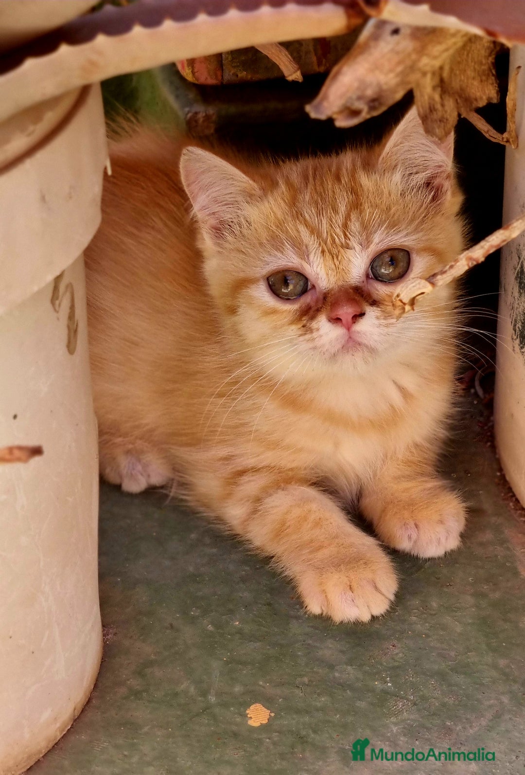 Persa gatos en venta: Gatos persa - Imagen 4