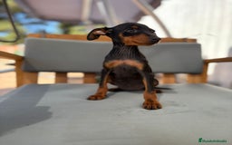 Pinscher Miniatura perros en venta: Mini-pinscher hembra  - Imagen 12