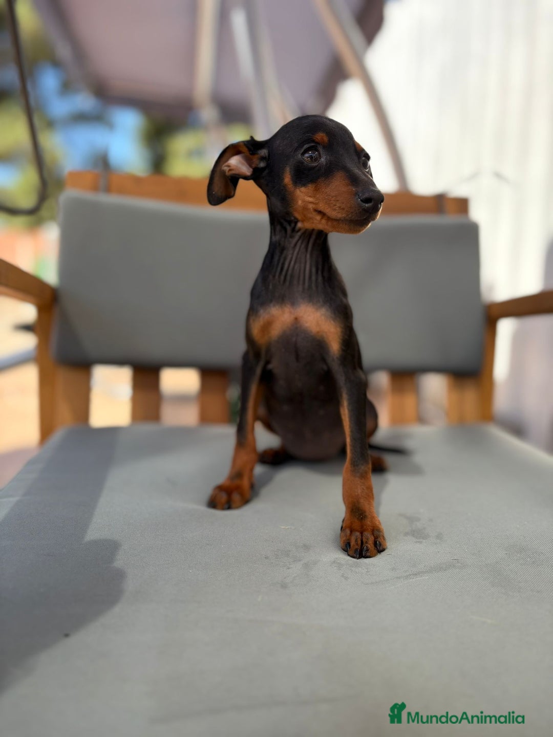 Pinscher Miniatura perros en venta: Mini-pinscher hembra  - Imagen 12
