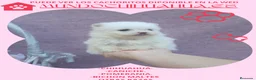 Pomerania perros en venta: PRECIOSO CACHORITO DE POMERANIA  - Anuncio 11