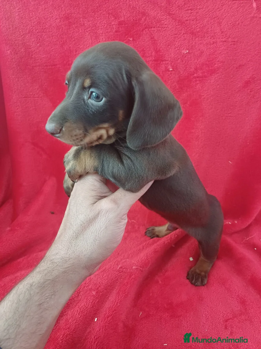 Teckel Miniatura perros en venta: Teckel Miniatura Chocolate  - Anuncio 2