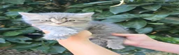Scottish Fold gatos en venta: Gatcot.com - Anuncio 3
