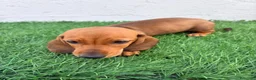 Teckel Miniatura perros en venta: Teckel miniatura - Anuncio 10