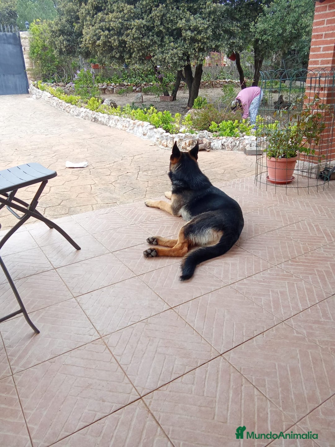 Pastor Alemán perros en adopcion: Hembras adorables  - Anuncio 3