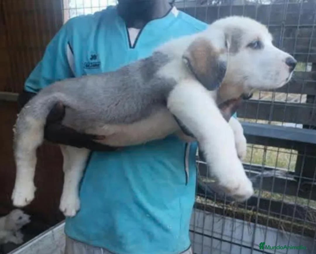 Pastor de Asia Central perros en venta: Pastor de Asia Central - Alabai - Anuncio 4