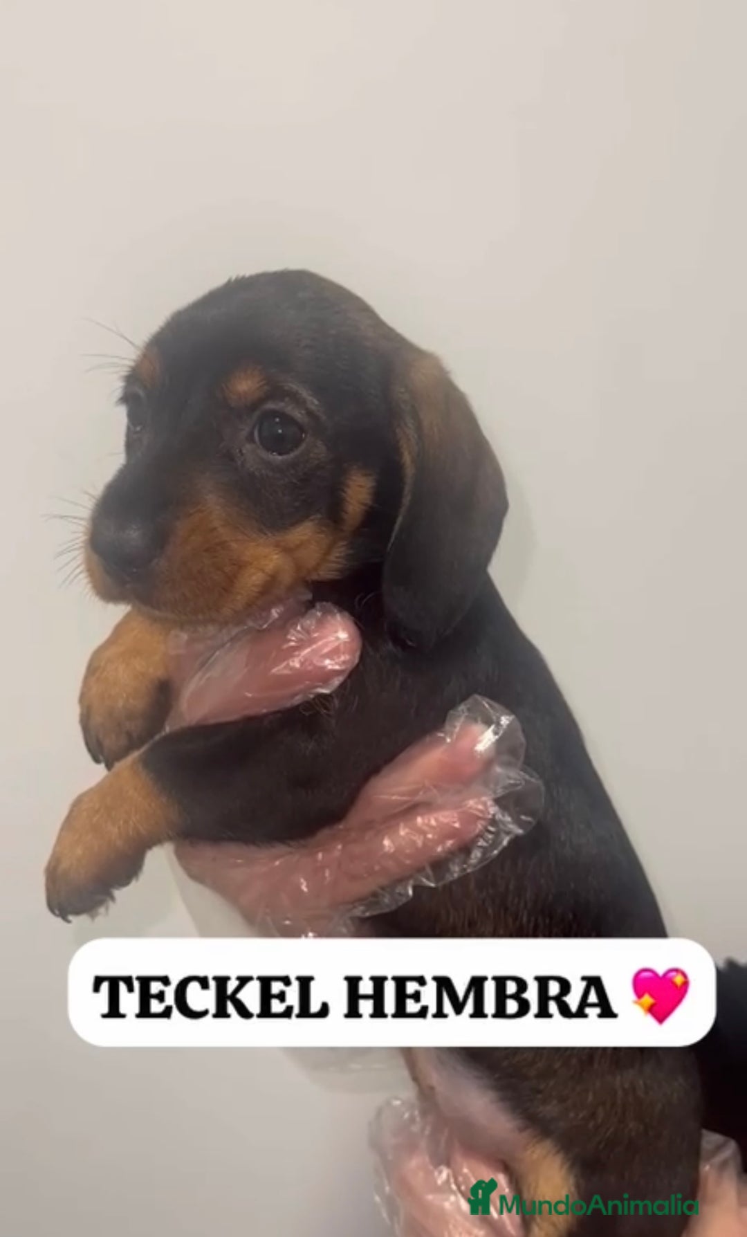Teckel perros en venta: DOS PEQUEÑOS TECKEL HOJA SECA PRECIOSOS - Anuncio 3