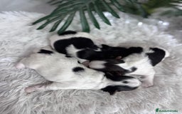 Yorkshire Terrier perros en venta: YORKSHIRE BIEWER HEMBRAS - Anuncio 8