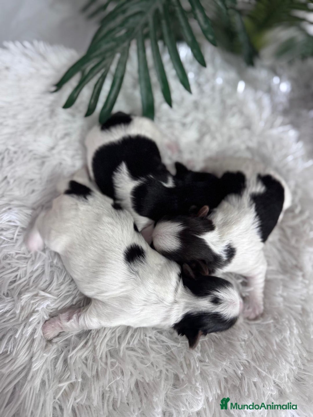 Yorkshire Terrier perros en venta: YORKSHIRE BIEWER HEMBRAS - Anuncio 8