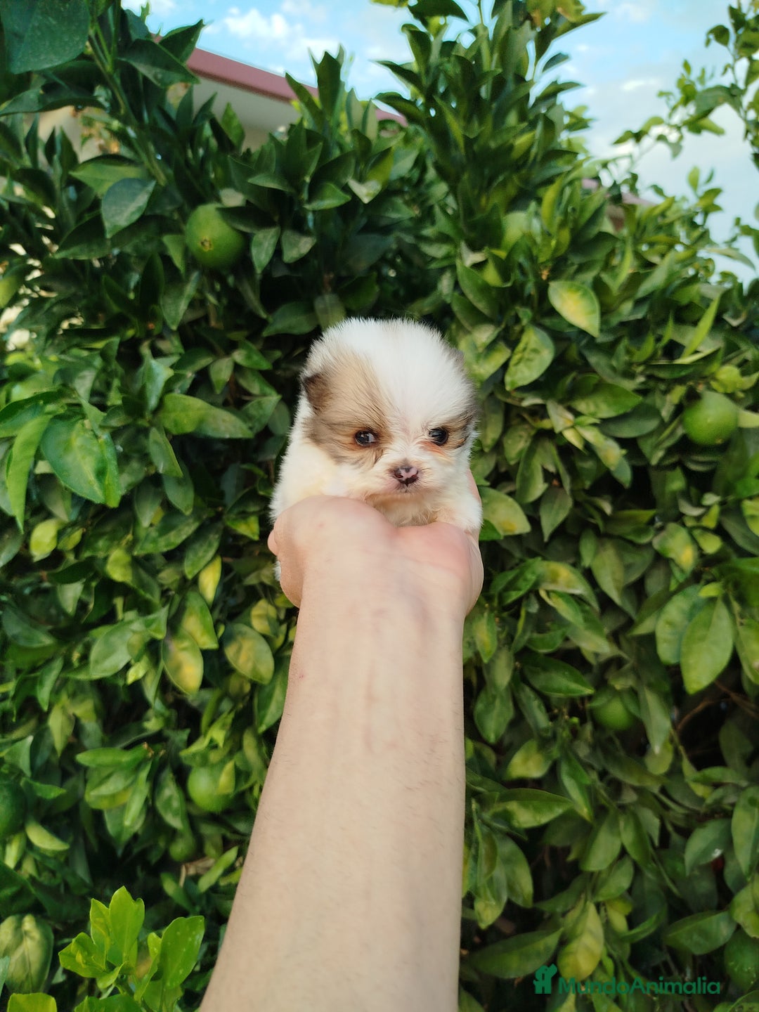 Pomerania perros en venta: Lulú de pomerania toy  - Imagen 2