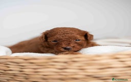 Caniche Toy perros en venta: Caniche toy rojos machos - Imagen 1